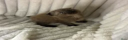 Scottish Fold cats for sale: Cute Chocolate BSH X Scottish Fold mix kitten - Advert 6