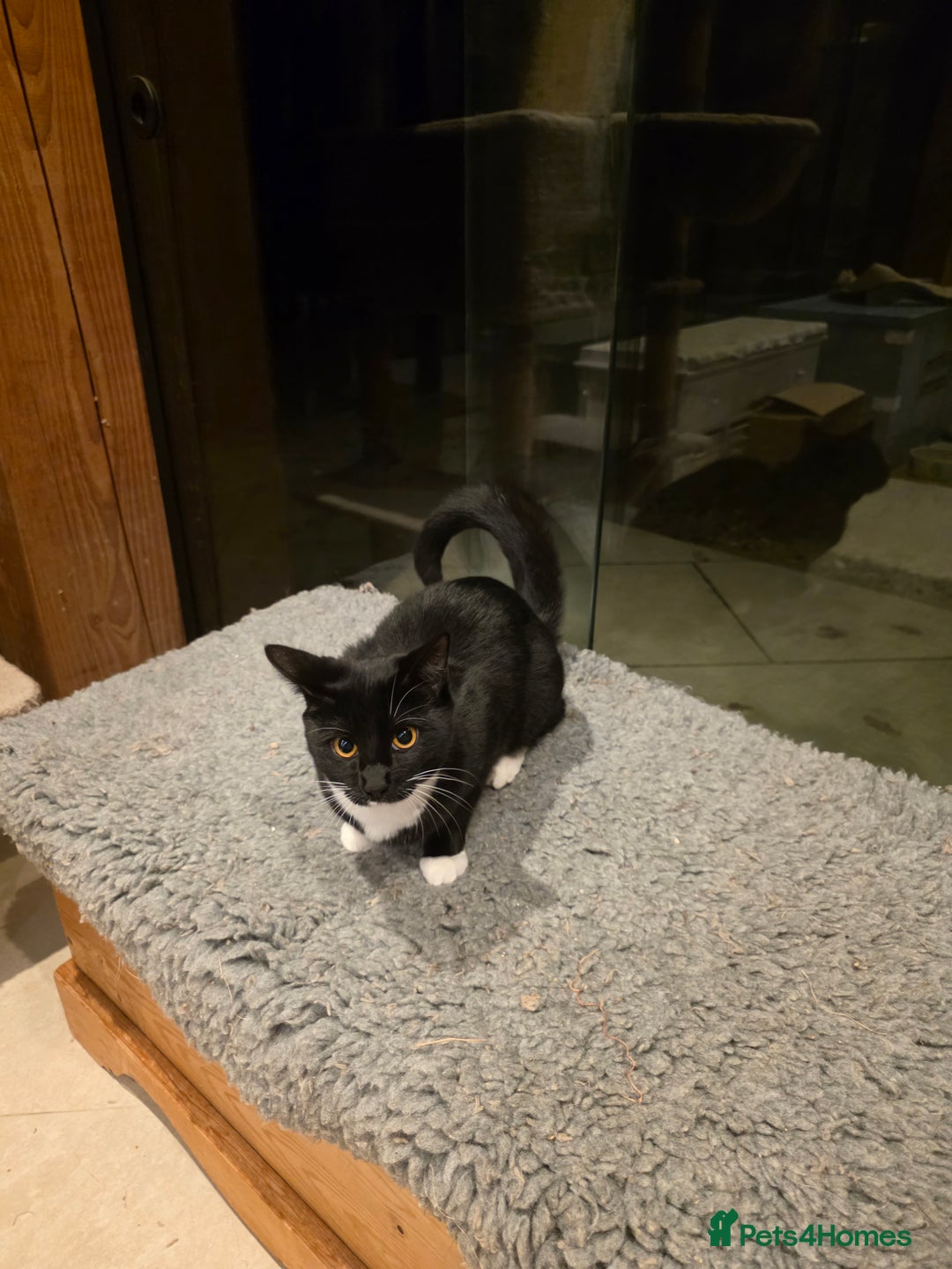 British Shorthair cats for sale: Loveable Kittens - Advert 2