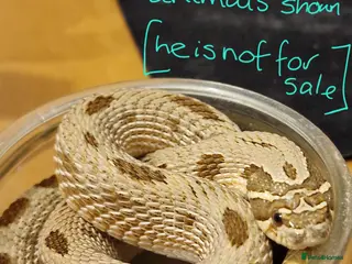 Snake reptiles CB 2025 Western Hognose snakes - Advert 10