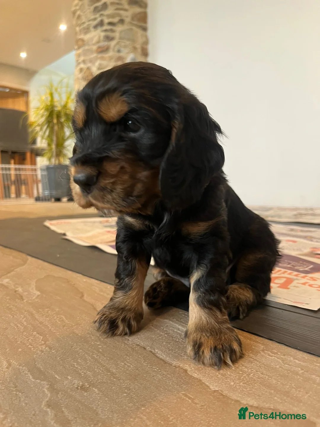 Cocker Spaniel dogs for sale: Cocker Spaniel Show Type Puppies  - Advert 8