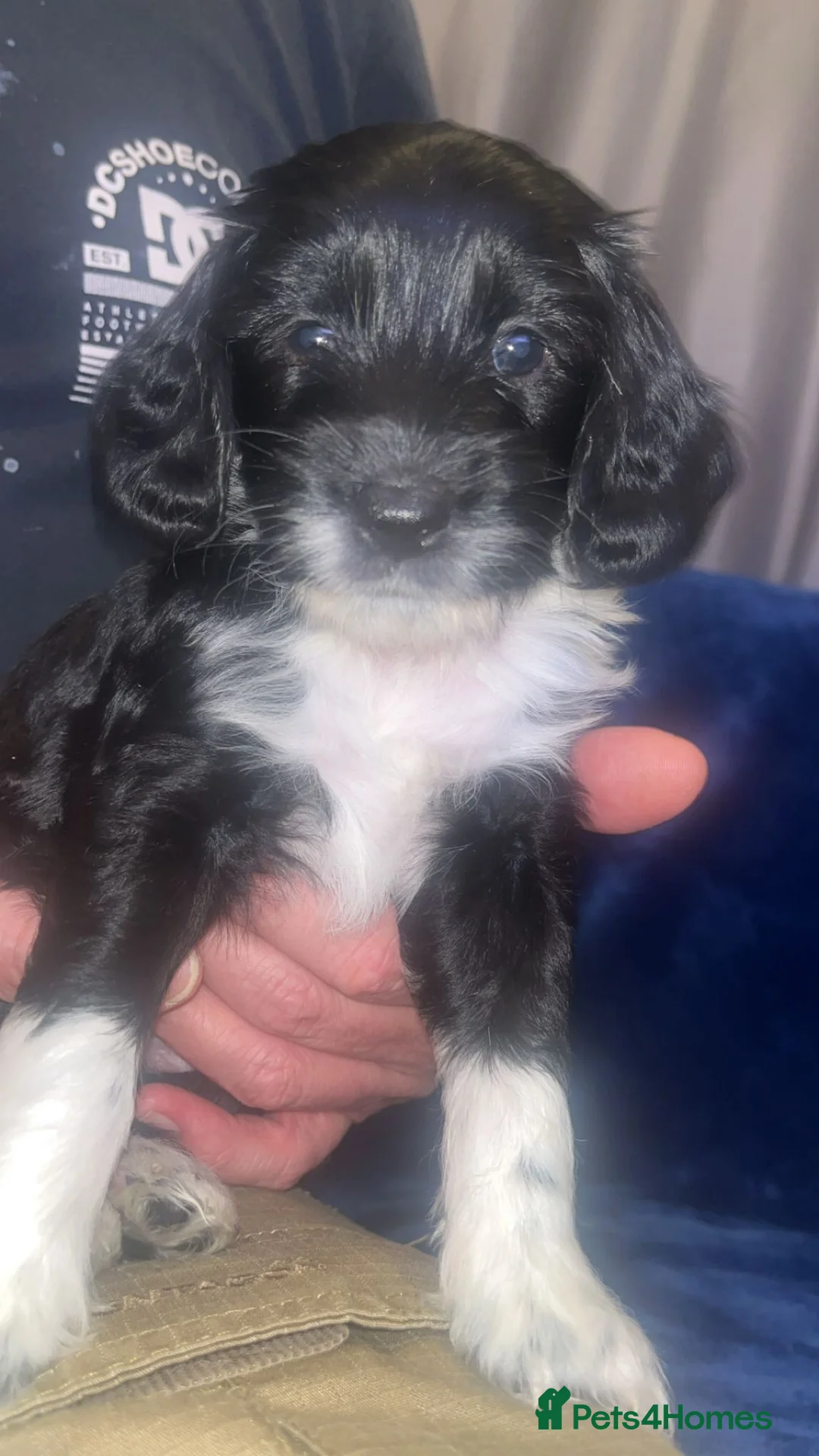 Cockapoo dogs for stud: Proven F1 cockerpoo for Stud in Sutton-in-Ashfield - Advert 25