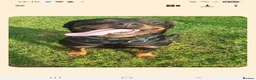 Rottweiler dogs for sale: Beautiful litter of rottweiller puppies - Advert 5