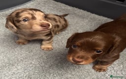 Miniature Dachshund dogs for sale: Long haired miniature dachshunds  - Image 4