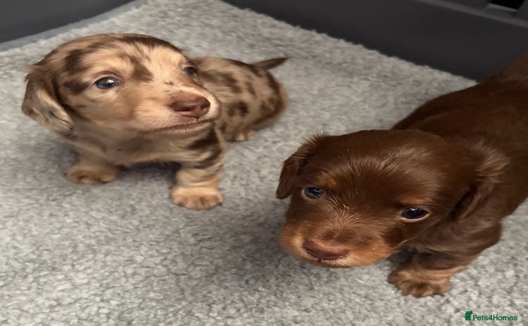 Miniature Dachshund dogs - Advert 2