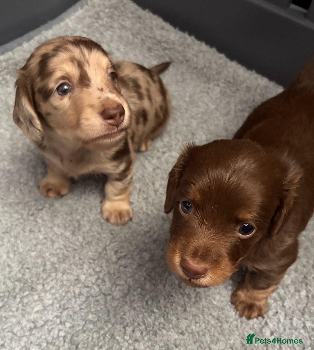 Miniature Dachshund dogs for sale: Long haired miniature dachshunds  - Image 4
