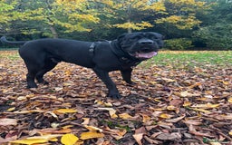 Cane Corso dogs for sale: Adult Jet Black Cane Corso (Rehome). No fee.  - Image 2