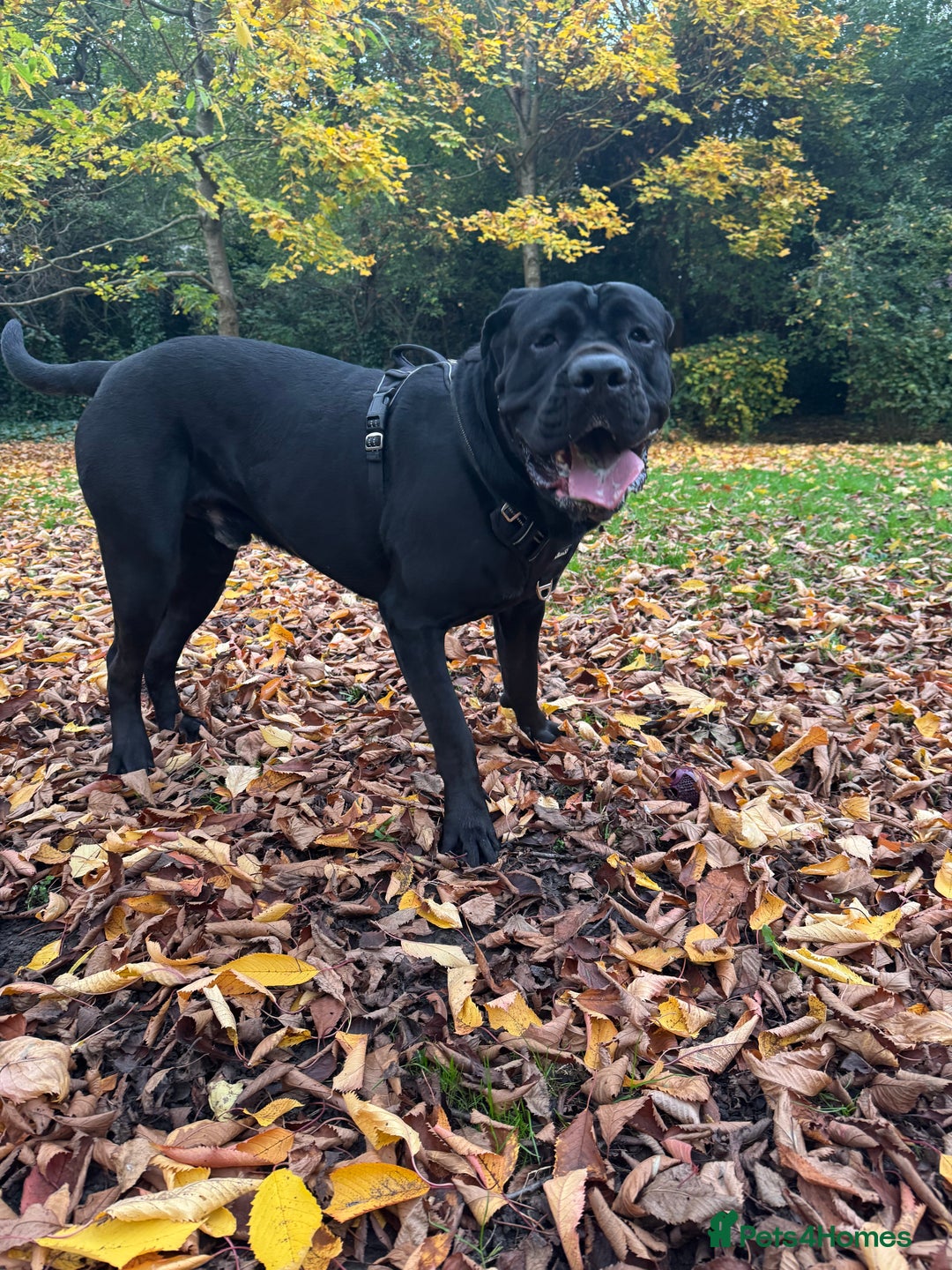 Cane Corso dogs for sale: Adult Jet Black Cane Corso (Rehome). No fee.  - Image 2
