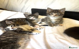 Norwegian Forest Cat cats for sale: Beautiful fluffy kittens - Image 2