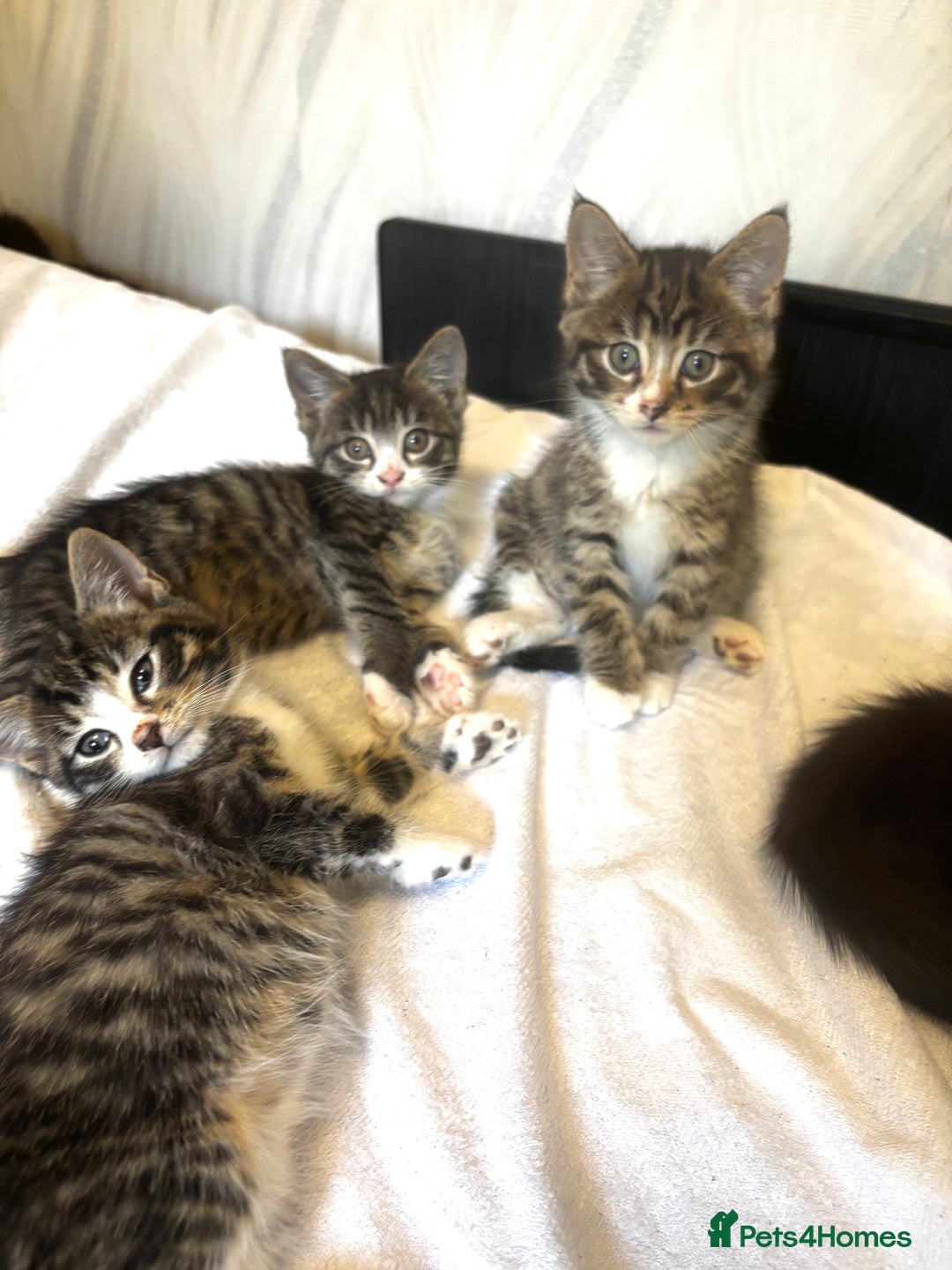 Norwegian Forest Cat cats for sale: Beautiful fluffy kittens - Image 2