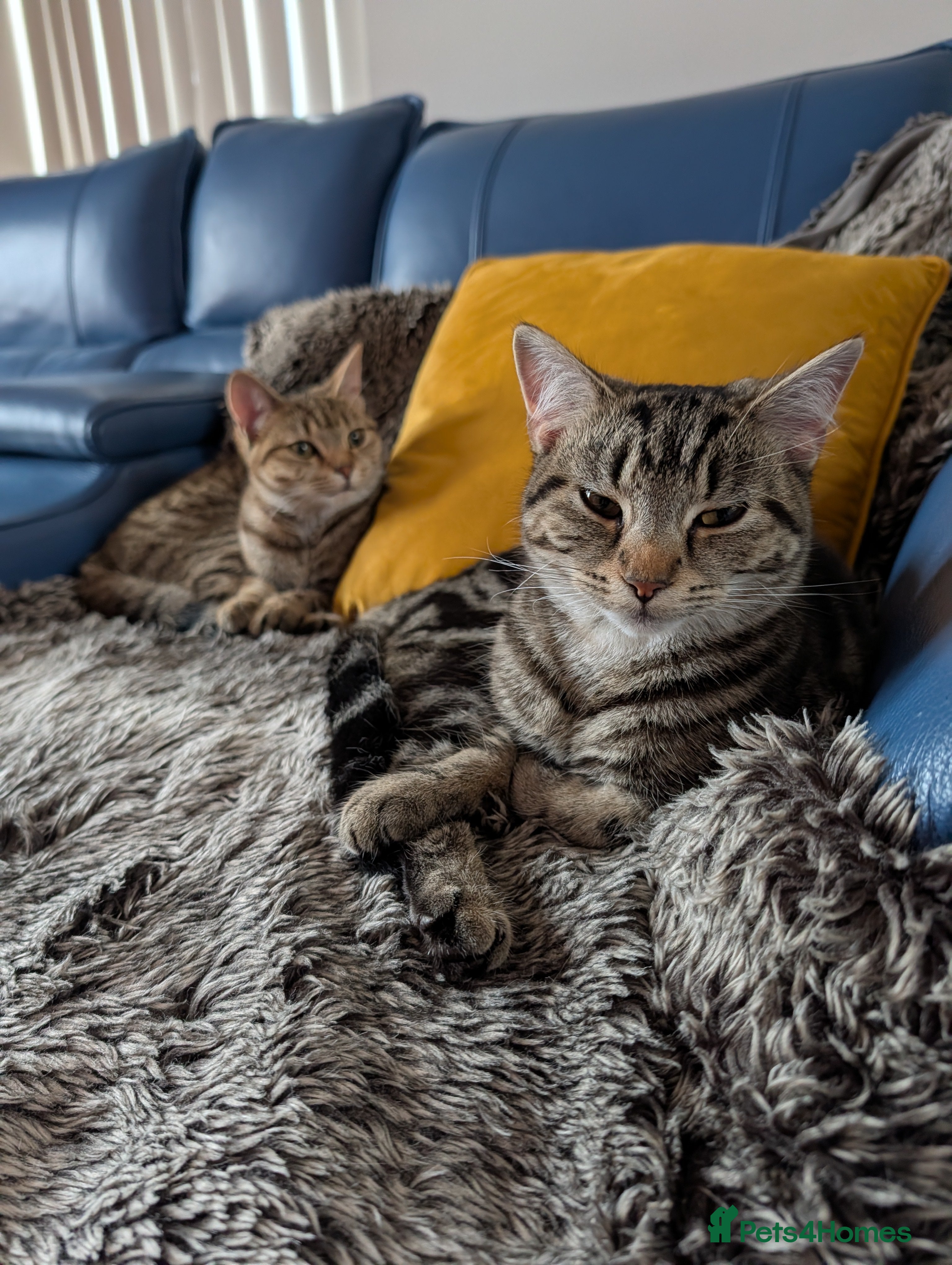Mixed Breed cats Two sisters, mixed breed in Towcester - Advert 18