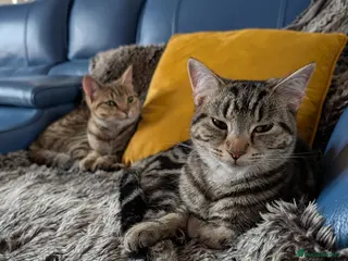 Mixed Breed cats Two sisters, mixed breed in Towcester - Advert 3