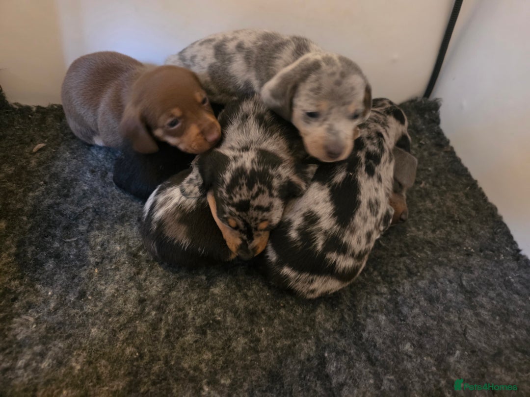 Miniature Dachshund dogs for sale: Amazing miniture dachshund puppies  - Image 17