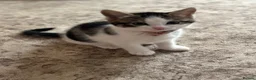 Mixed Breed cats for sale: 3 Gorgeous Kittens Looking for Their Forever Homes - Advert 2