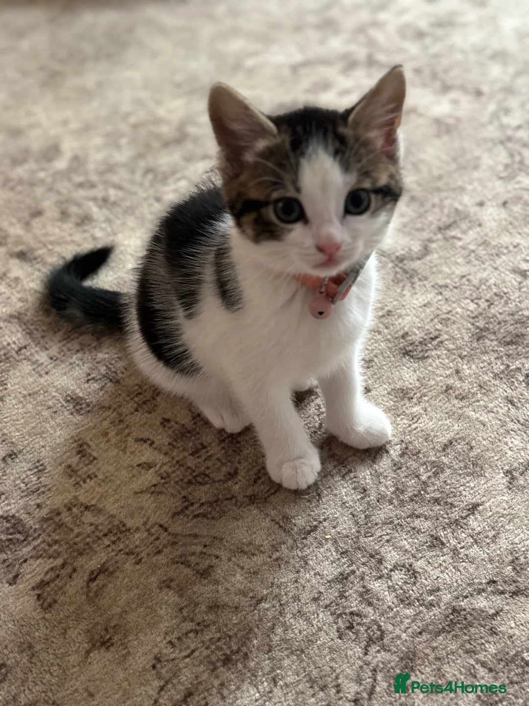 Mixed Breed cats for sale: 3 Gorgeous Kittens Looking for Their Forever Homes - Advert 2