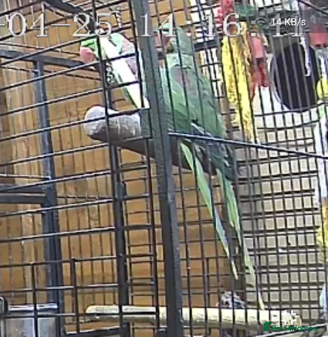 Parakeets birds for sale: large genuine proven pair Alexanderine  in Bradford - Advert 2