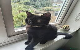 Mixed Breed cats for sale: Robin & Rosie - Image 3