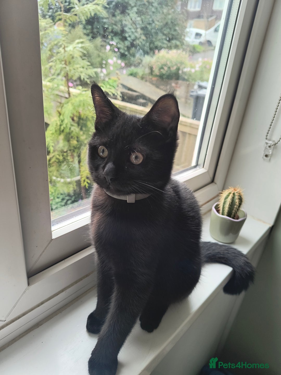 Mixed Breed cats for sale: Robin & Rosie - Image 3
