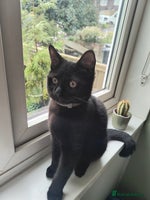 Mixed Breed cats - Advert 7
