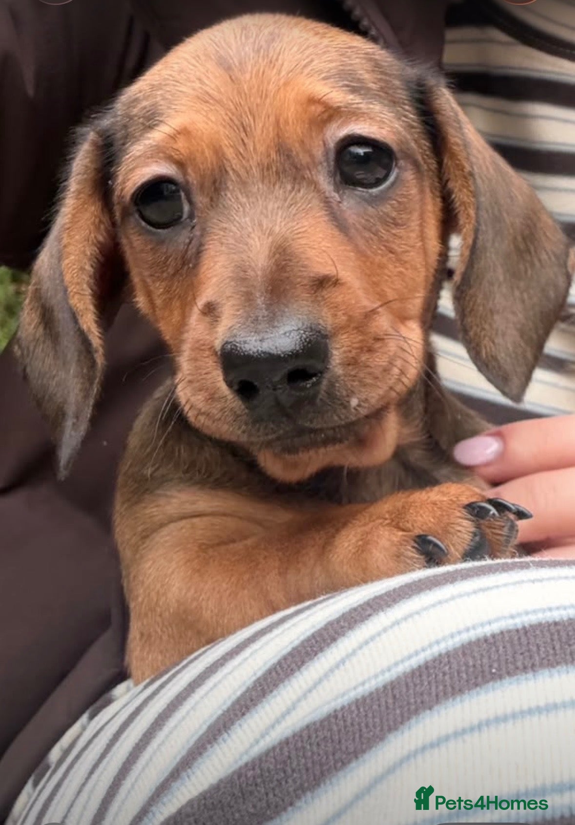 Miniature Dachshund dogs ⭐️REDUCED⭐️Beautiful KC Registered Puppy Bitch - Advert 17