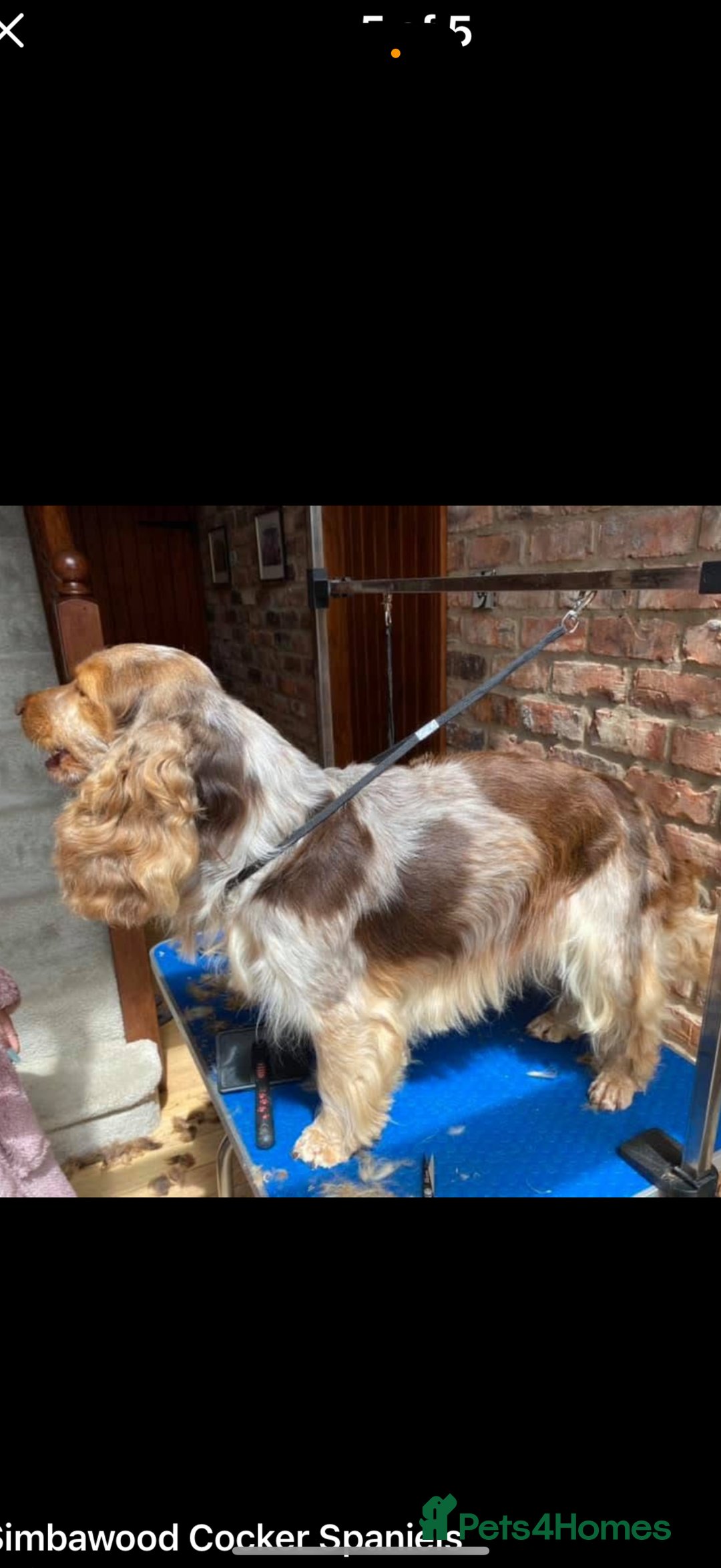 Cocker Spaniel dogs for sale: Outstanding Show cocker spaniels  - Image 13