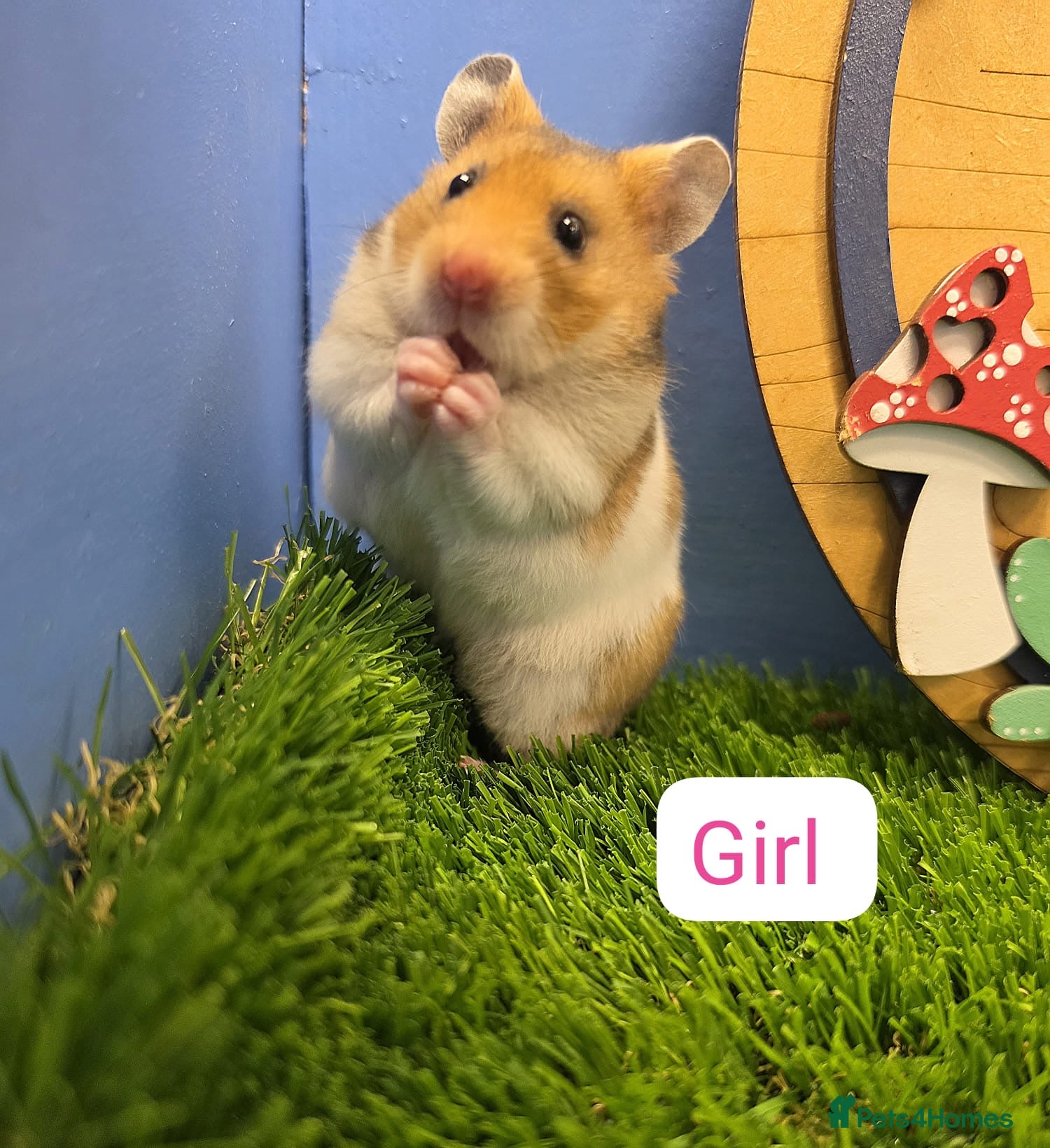 Hamster rodents Syrian Hamster Babies Male Female Well Handled   - Advert 1
