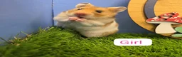 Hamster rodents for sale: Syrian Hamster Babies Male Female Well Handled   - Advert 1