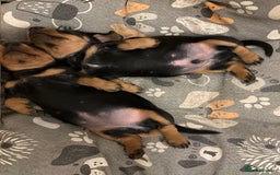 Miniature Dachshund dogs for sale: Miniature Black and Tan Daschund puppies for sale - Image 1