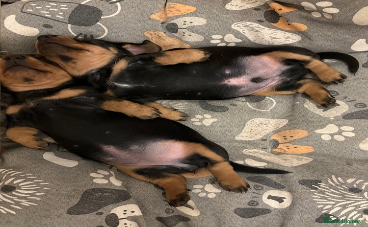 Miniature Dachshund dogs - Advert 12