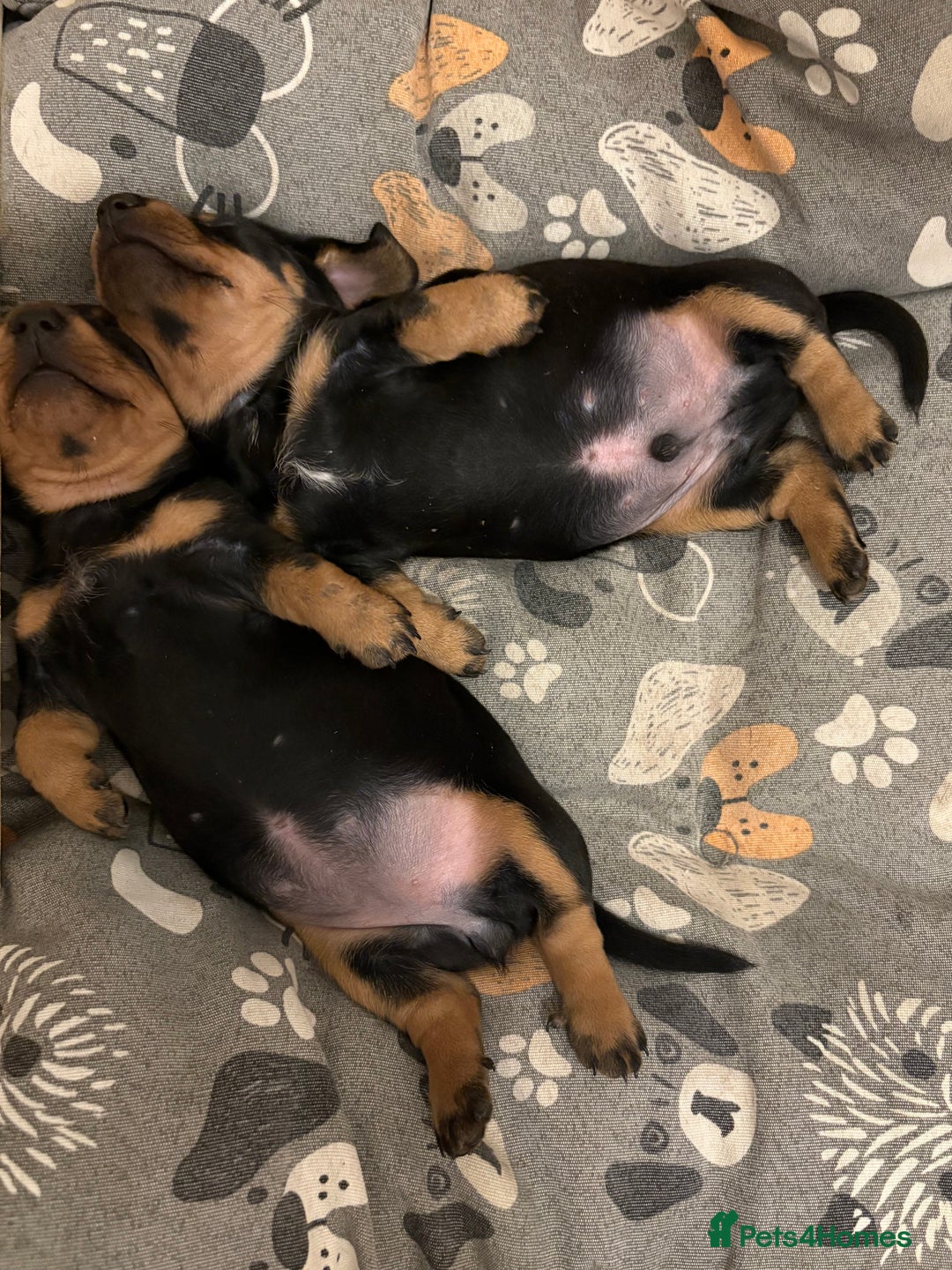 Miniature Dachshund dogs for sale: Miniature Black and Tan Daschund puppies for sale - Image 1