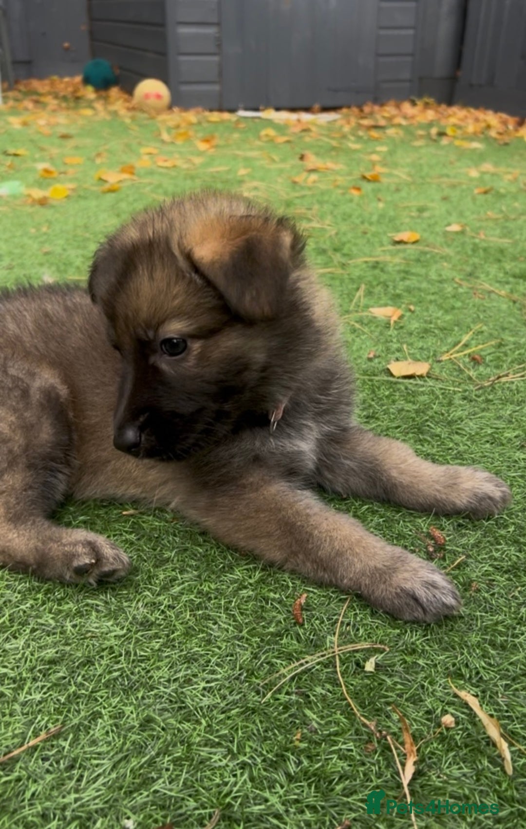 German Shepherd dogs for sale: German Shepherd Puppies, Ready to leave next week - Image 20