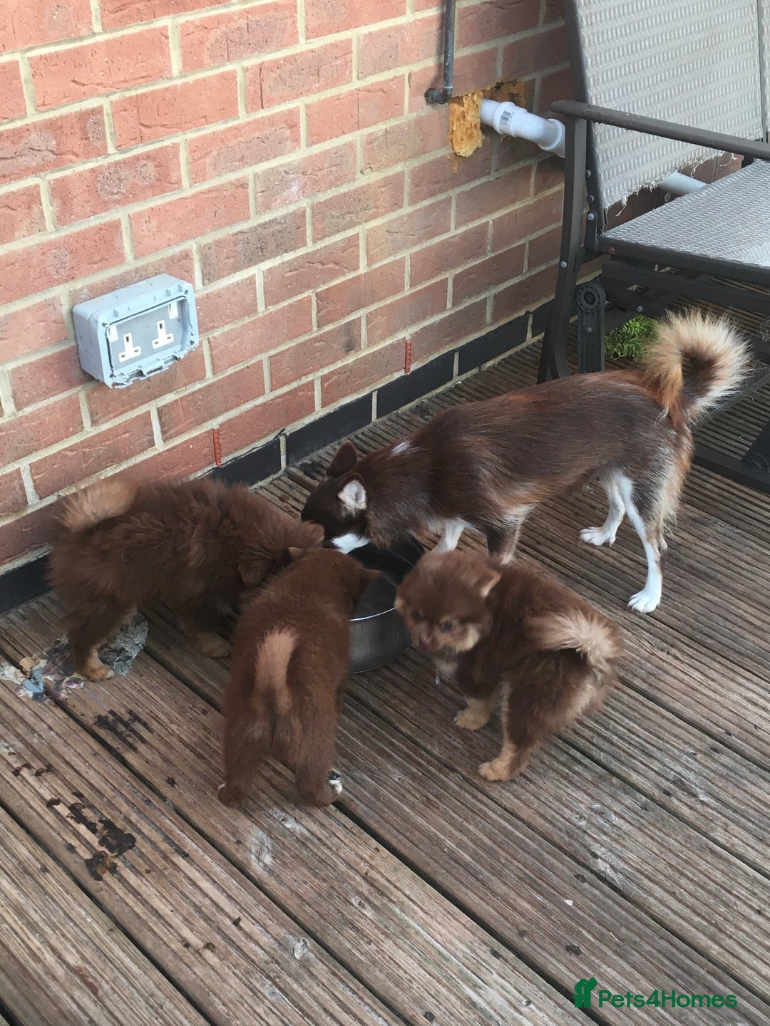 Pomsky dogs for sale: Four gorgeous pomskys - Image 5