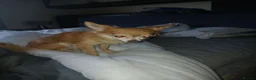 Chihuahua dogs for sale: 3 little chihuahua pups for sale  in Manchester - Advert 26