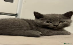 Scottish Fold cats for sale: Amazing Kittens Waiting for You! Just 2 left🥰 - Image 9