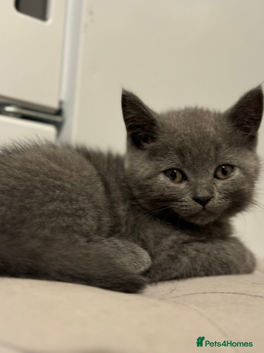Scottish Fold cats for sale: Amazing Kittens Waiting for You! Just 2 left🥰 - Image 9