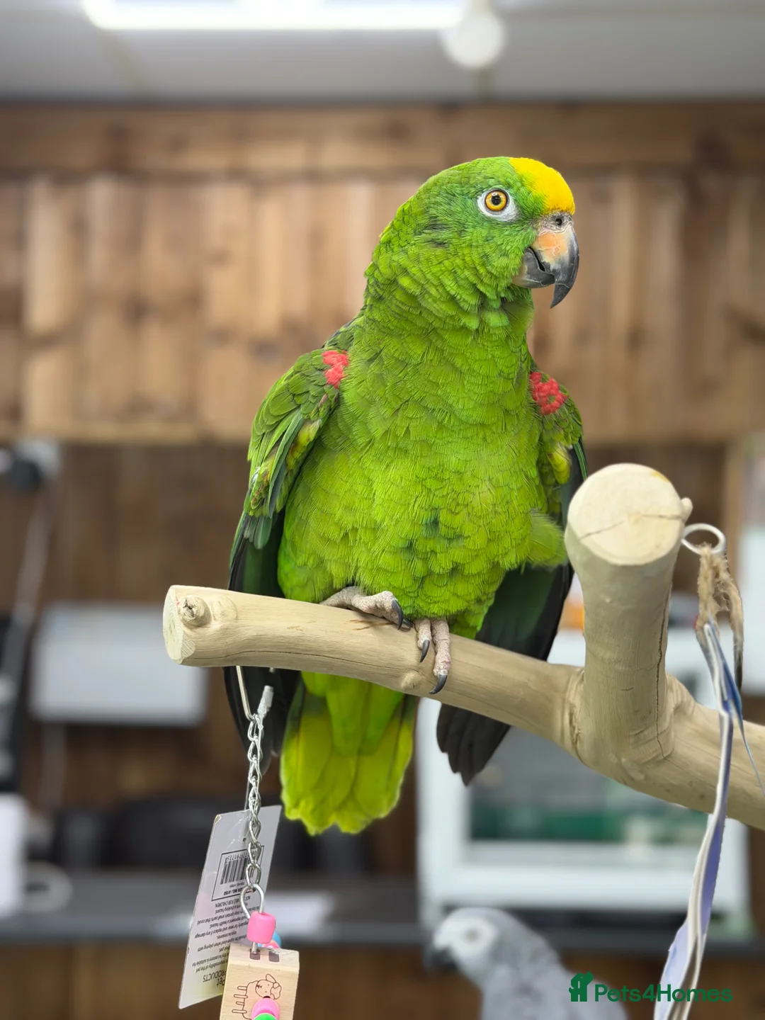 Parrots birds for sale: Yellow crowned amazon - Advert 1
