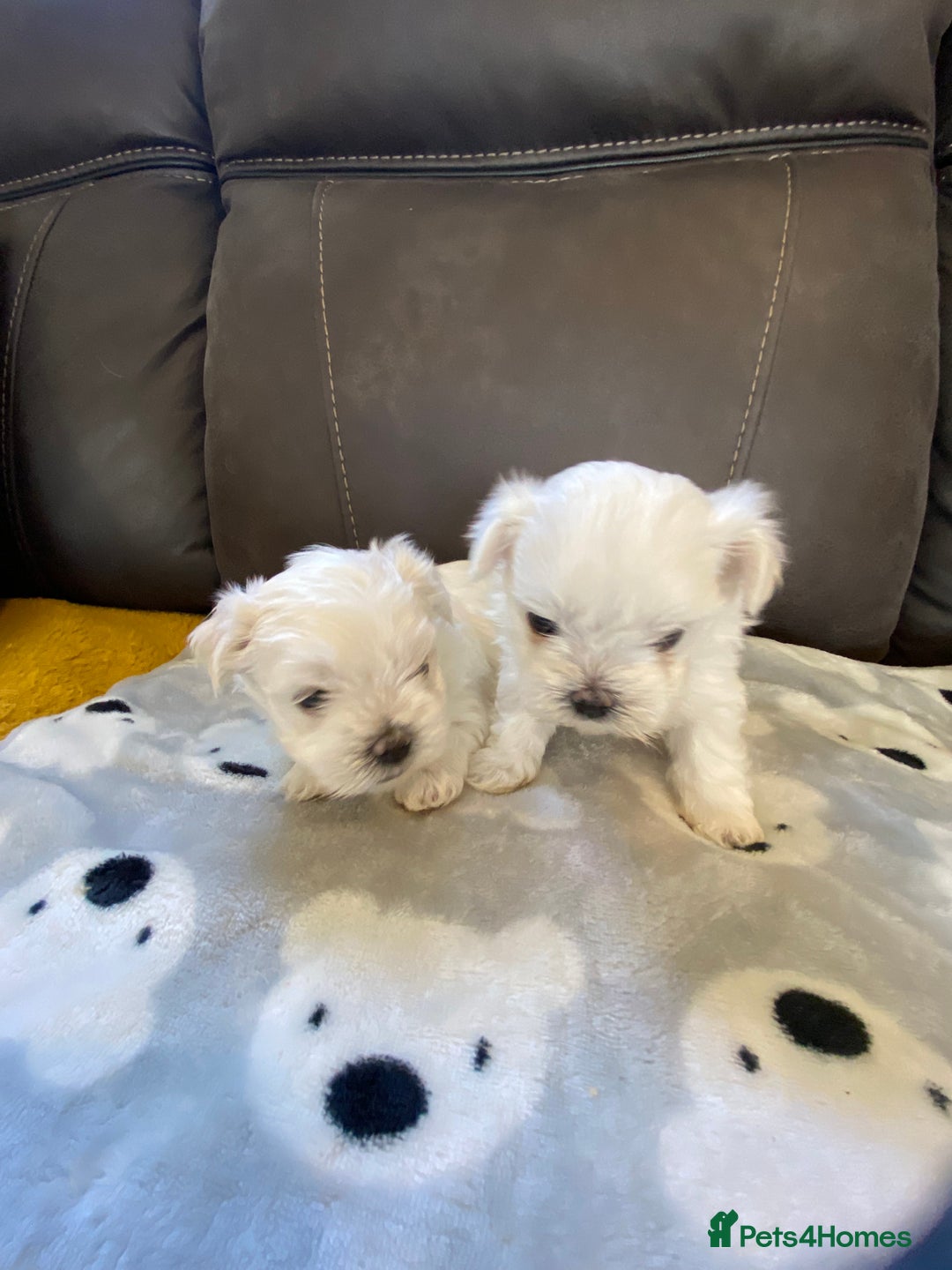 Maltese dogs for sale: Beautiful Maltese Puppies  - Image 4