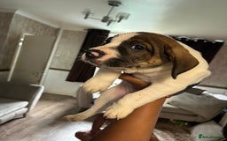 Mixed Breed dogs for sale: 🐾Cocker-Pie (Mini Hippo)s🐾 - Image 5