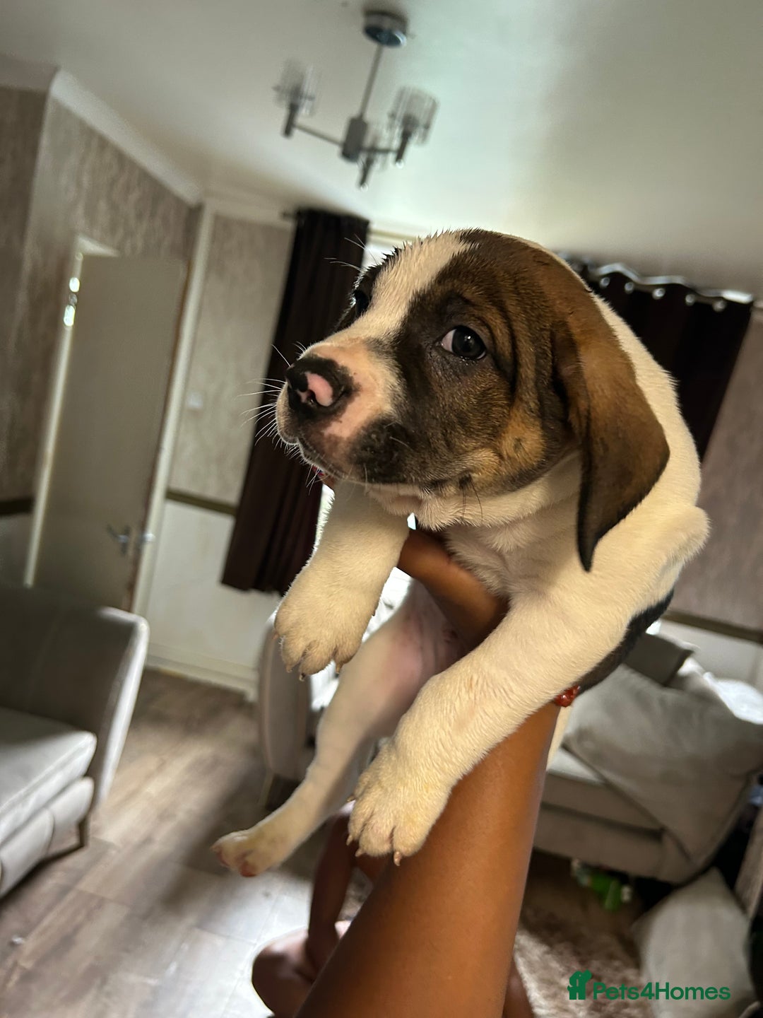 Mixed Breed dogs for sale: 🐾Cocker-Pie (Mini Hippo)s🐾 - Image 5