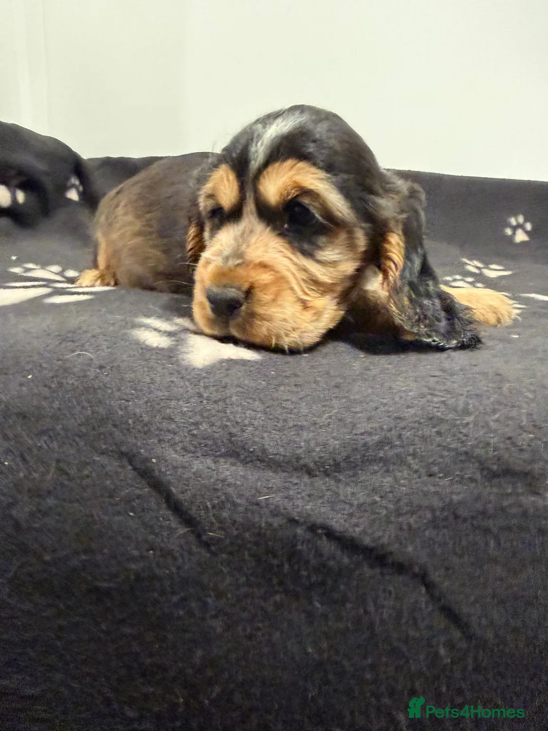 Cocker Spaniel dogs for sale: Show Type Cocker Spaniel Puppies 🐶 - Advert 16