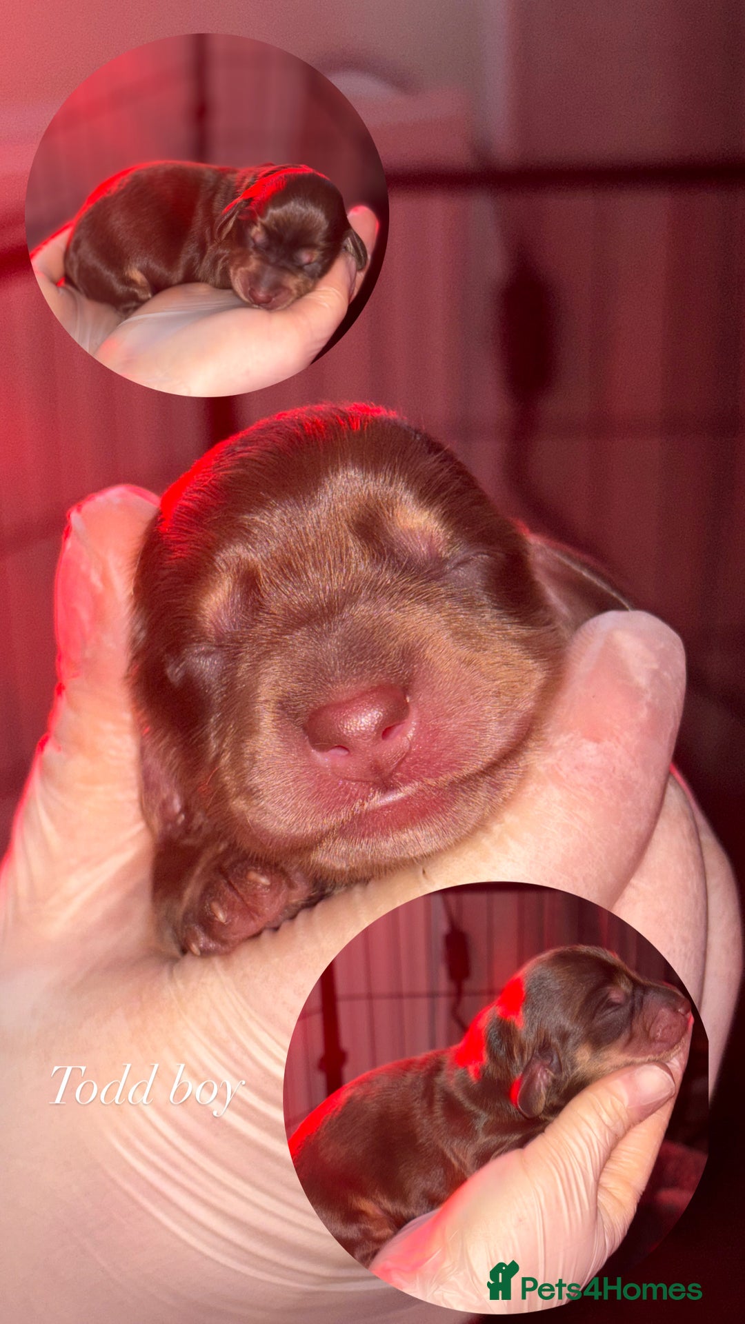 Miniature Dachshund dogs for sale: Long haired mini daschunds  - Advert 5