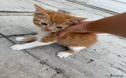 Mixed Breed cats for sale: loved and cared for kittens looking for new home🥹 - Image 5