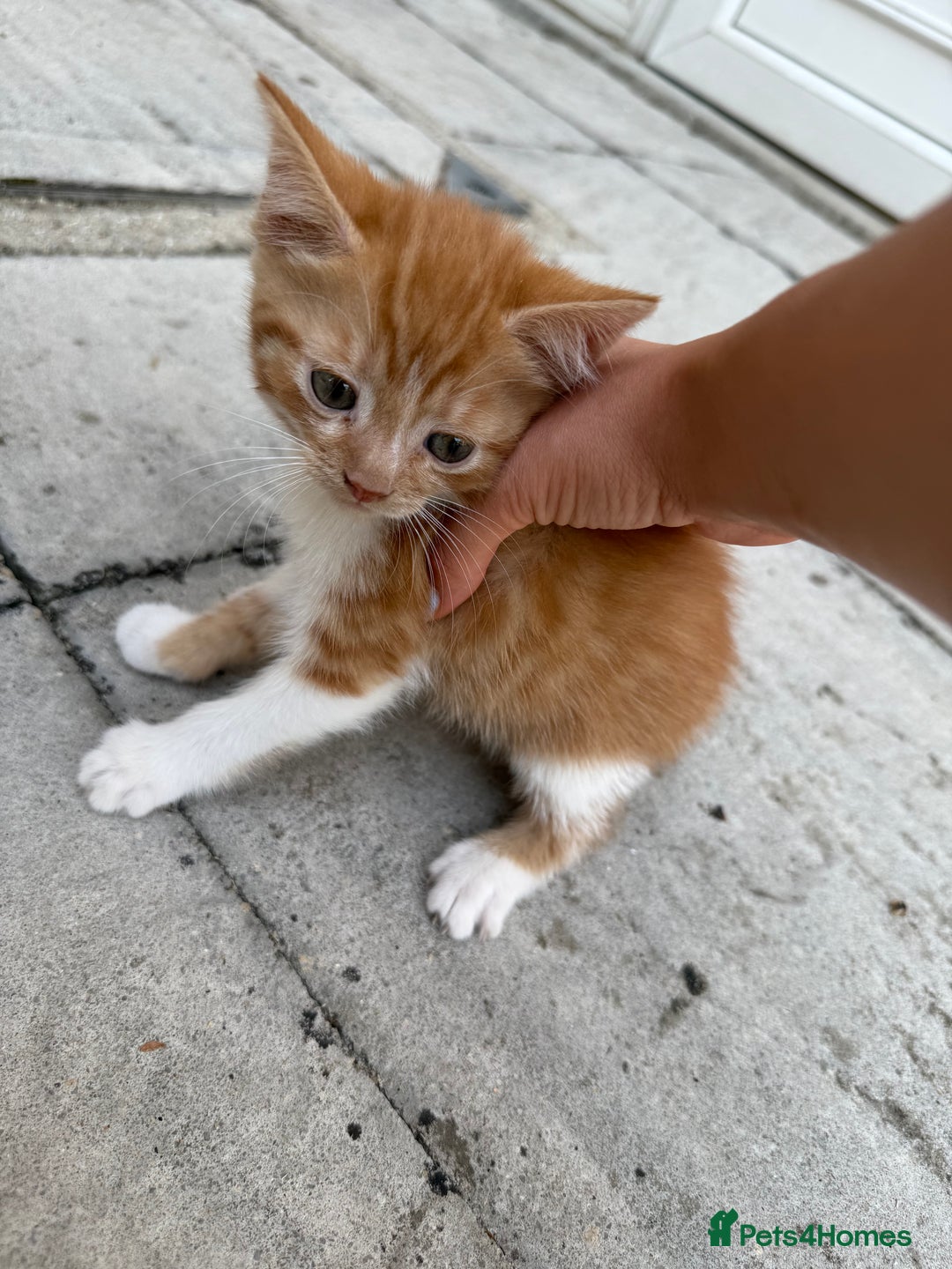 Mixed Breed cats for sale: loved and cared for kittens looking for new home🥹 - Image 5