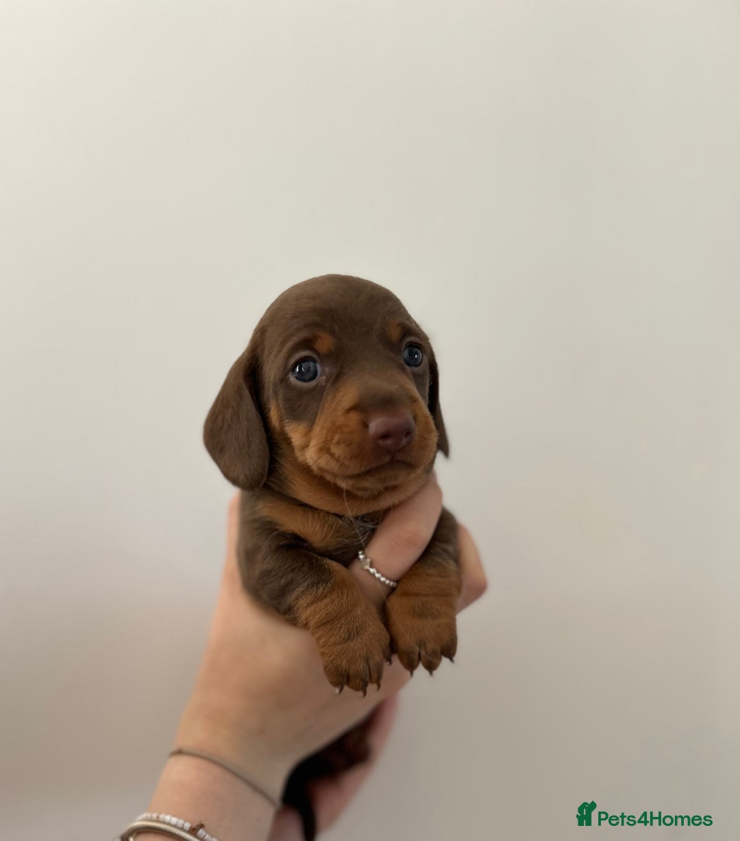Dachshund dogs for sale: REDUCED*1 LEFT!! *BEAUTIFUL Miniature Dachshund's  - Image 14