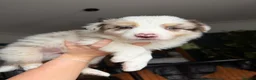 Border Collie dogs for sale: 2 male chocolate border collie puppies red Merle - Advert 6