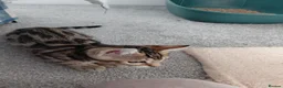 Bengal cats for sale: Pure Bengal kittens for sale - Advert 28