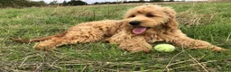Goldendoodle dogs for sale: Phoebe F1 Miniature Goldendoodle - Advert 14