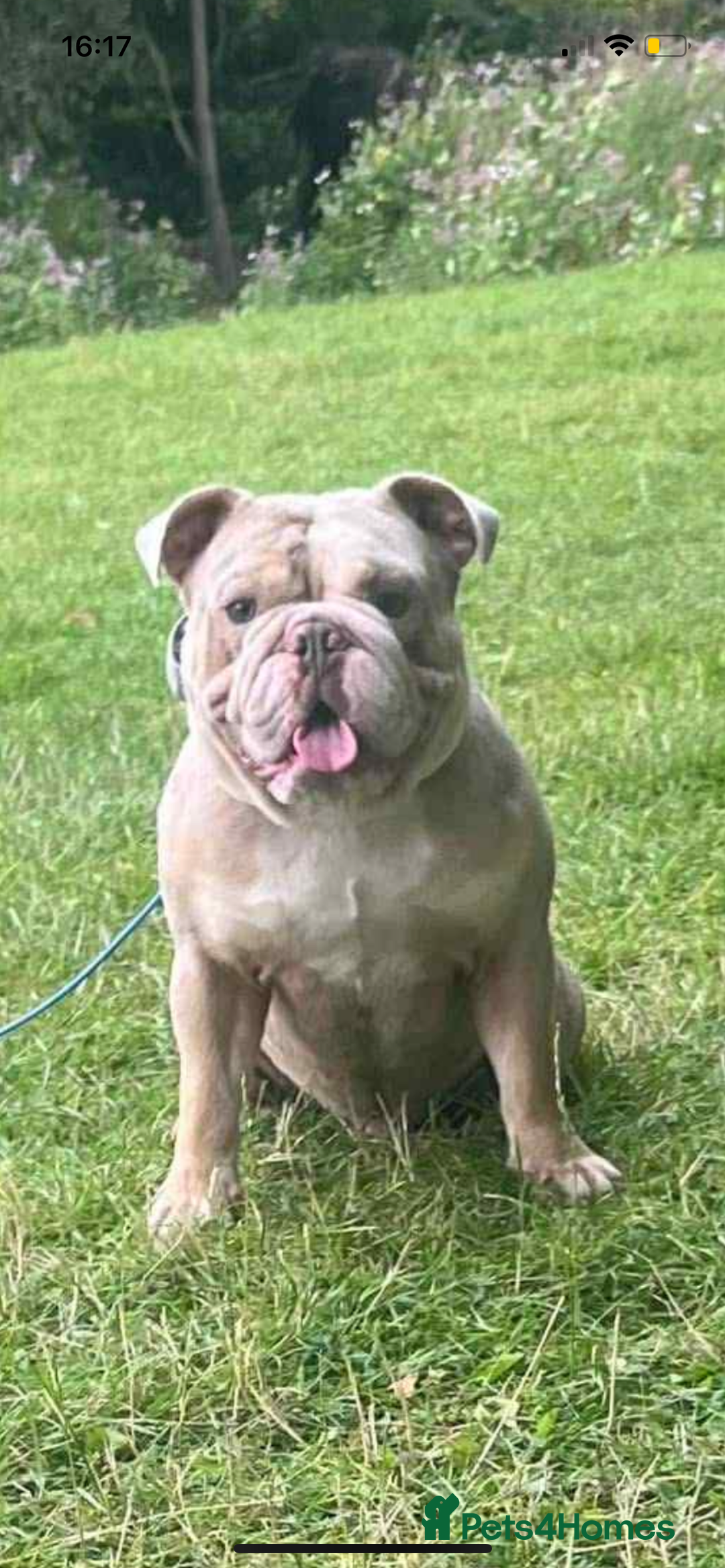English Bulldog dogs for stud: English lilac Merle  - Advert 2