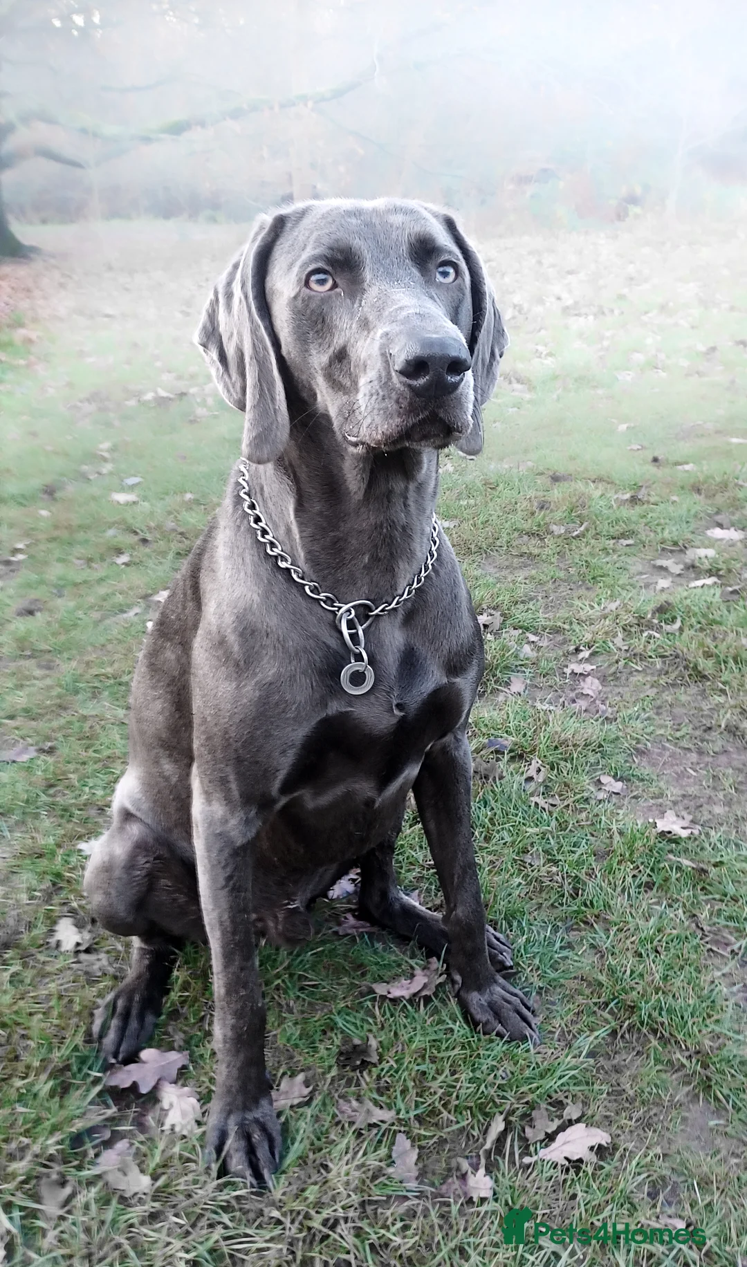 Weimaraner dogs for stud: No Cost 1 Year Old Blue Weimaraner For Stud - Advert 25