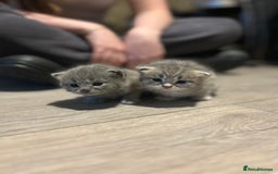 Persian cats for sale: Beautiful Persian kittens / 1 mixed breed  - Image 13