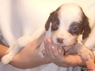 Mixed Breed dogs Last 5 Cocker spaniel cross available - Advert 12